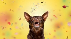Hundefotos Dresden Gute Laune Fotos-026.jpg