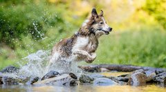 Border Collie springt durchs Wasser bei Hundefotoshooting in Freital