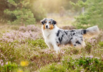 Hundefoto in Dresden mit Australian Shepherd in der Heide