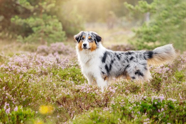 Hundefoto in Dresden mit Australian Shepherd in der Heide