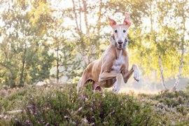 Manchu und Ella-0209.jpg